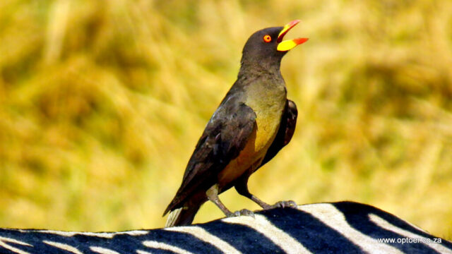Yellow-billed Oxpecker on a Zebra