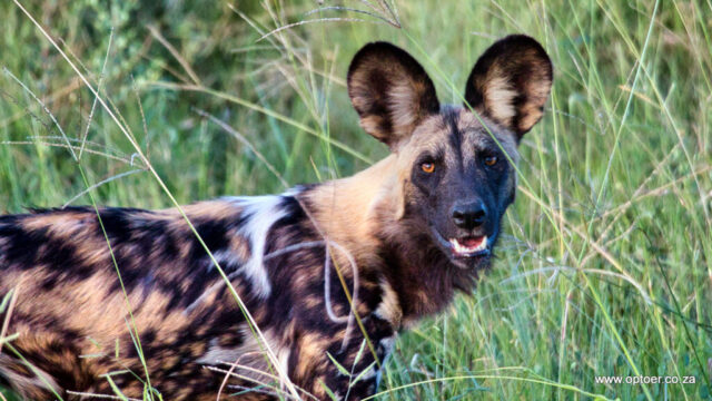 Wild dog at Mogotho Camp