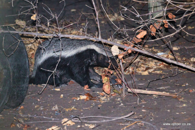 Honey Badger raiding a dustbin, Kaziiikini