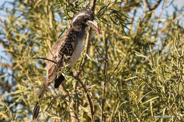Female African Grey Hornbill