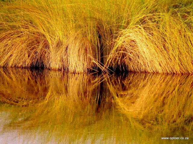 Grass Reflection