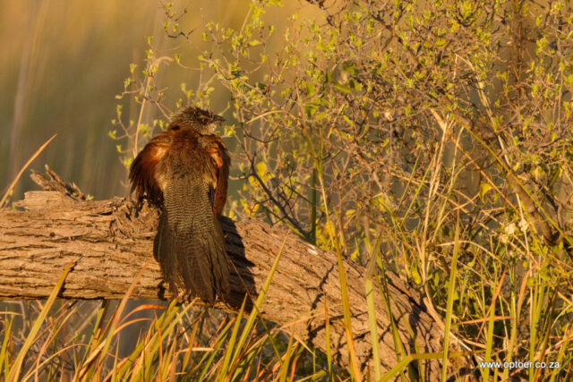 White-browed Cougal