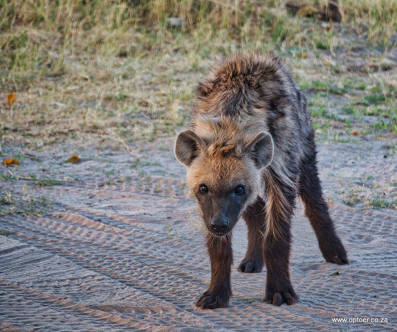Fluffy - the resident hyena