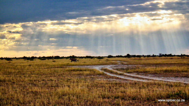 Sunrays over Nxai Pan