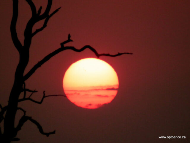 Sunrise Hanging in a tree