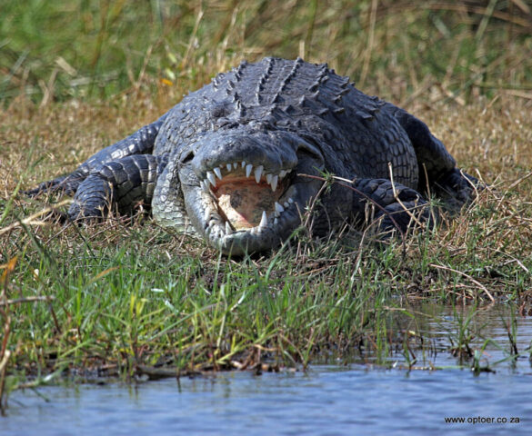 Huge Old Crocodile sunbathing