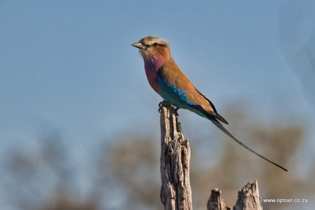 Lilac-breasted Roller
