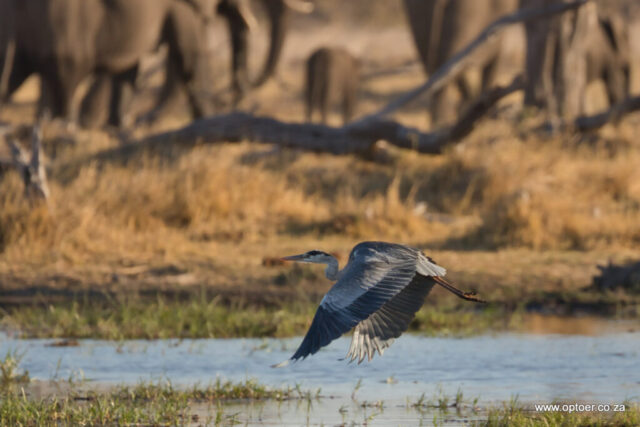 Grey Heron flying over the Khwai River