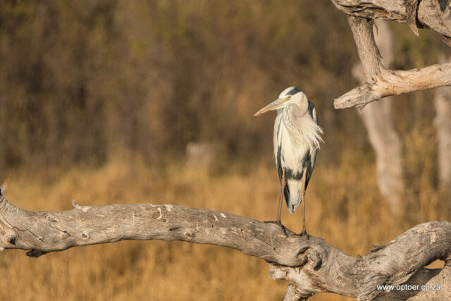 Grey Heron