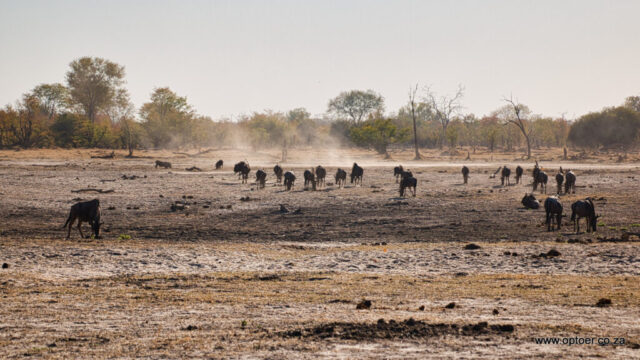 Herd of Blue Wildbeest at a dry water pan in Khwai Development Trust. and two Warthogs