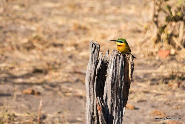 Little Bee-eater