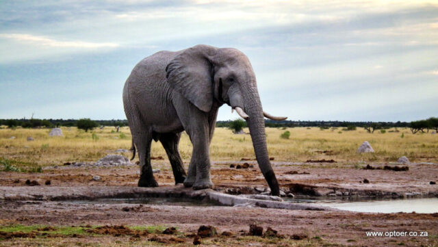 Lone Bull at Nxai Pan Waterhole