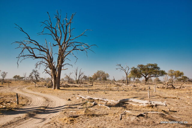 Dead trees in Sable Alley