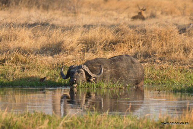 Cape Buffalo feeding in the Kwhai River