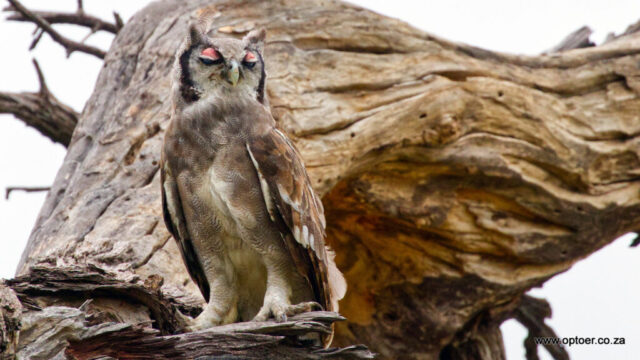 Verreaux's Eagle Owl
