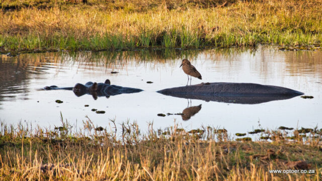 Hamerkop on Hippo Island