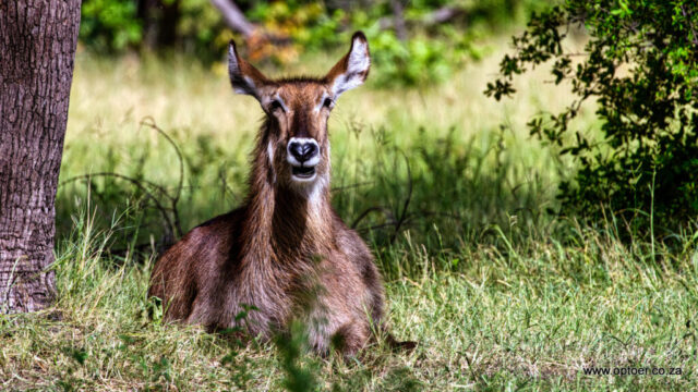 Waterbuck Ruminating in the sun