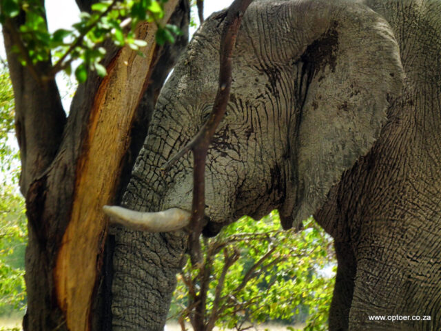 Elephant sleeping at Campsite 1 in South Camp, Nxai Nxai