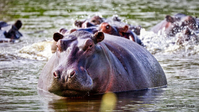 Hippopotamus Pod