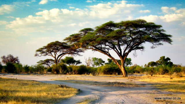 Huge Camelthorn on the Transit Road near Mogotho