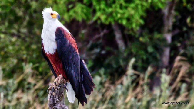 African Fish Eagle