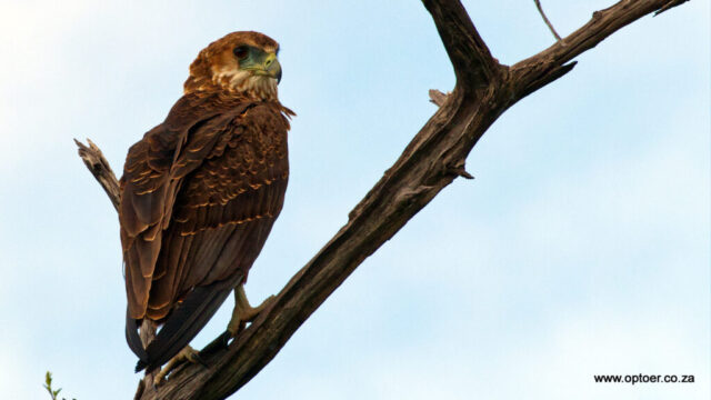 Tawny Eagle