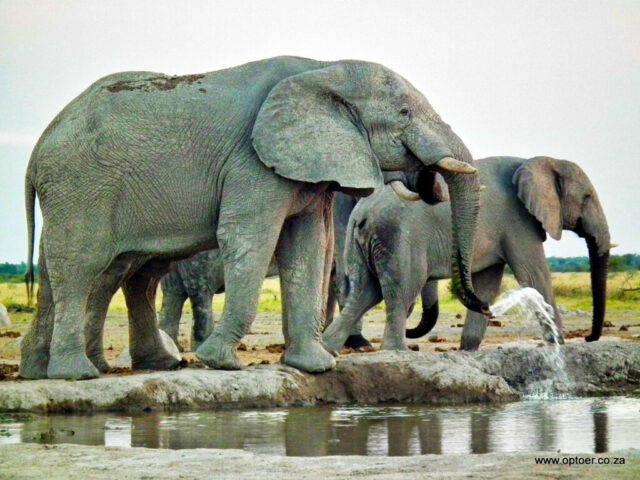 Nxai Pan Waterhole