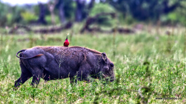Southern Carmine Bee-eater on a Warthog