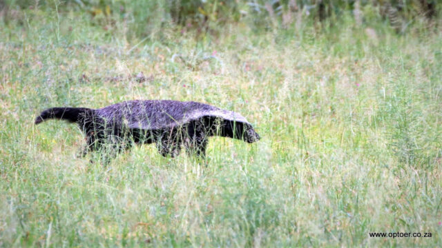 Honey Badger