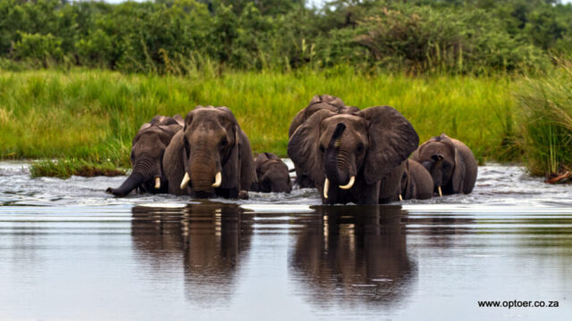 Elephants near Third Bridge