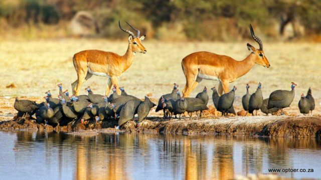 Busy Nxai Waterhole