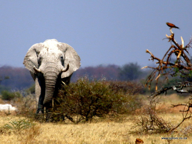 Thirsty Elephant walking to the waterhole