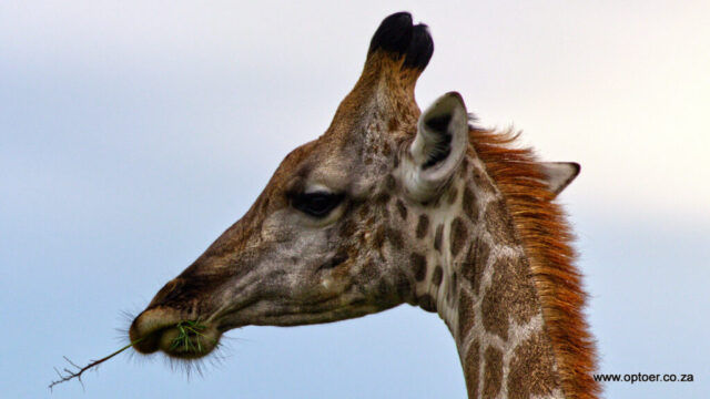 Hillbilly Giraffe