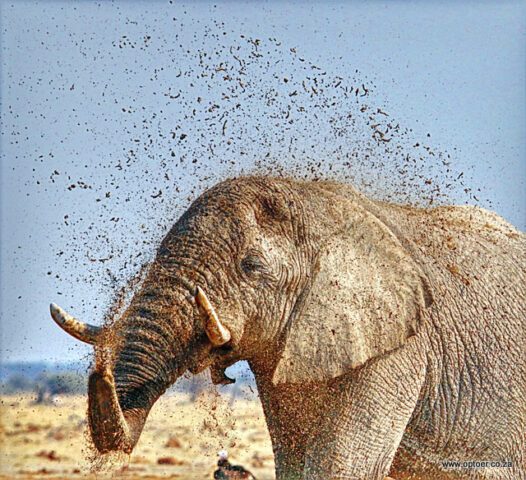 Mud Therapy
