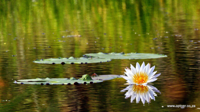 Water Lilly