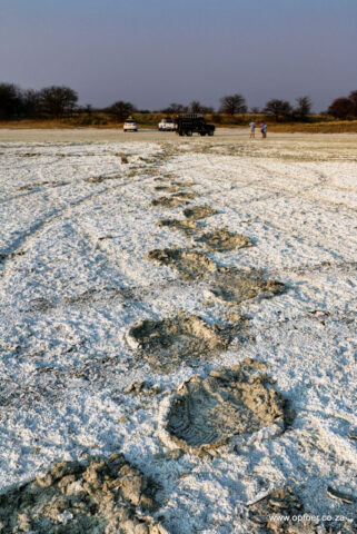 Footsteps in the mud, Kudiakam Pan