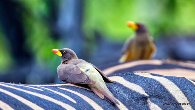 Yellow-billed Oxpecker resting