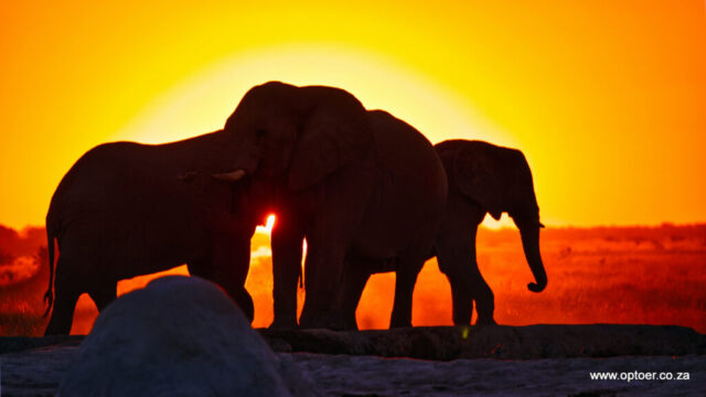 Elephant in the sunset, Nxai Pan Waterhole