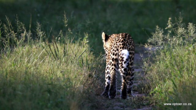 Young Leopard, Boma Route