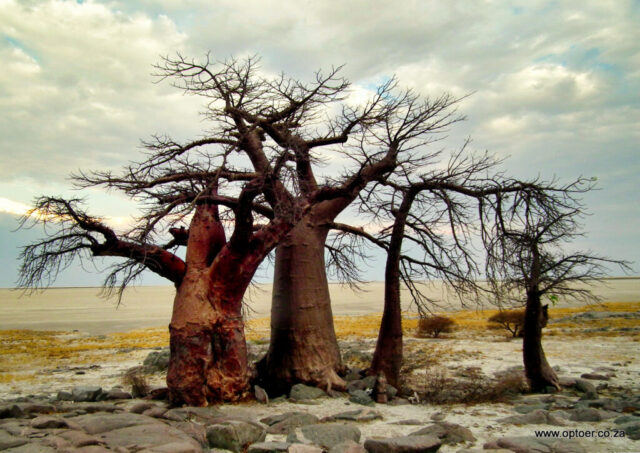Family Of Baobab