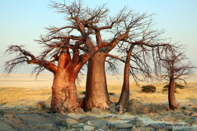 Baobab Family