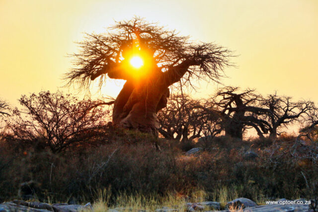 Sunset Into A Baobab